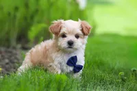 Copper, a male Maltipoo for sale in Millersburg, OH – Photo 4 of 9