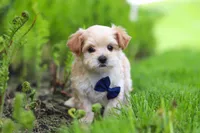 Copper, a male Maltipoo for sale in Millersburg, OH – Photo 8 of 9