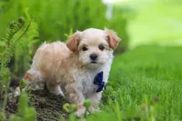 Copper, a male Maltipoo for sale in Millersburg, OH – Photo 7 of 9