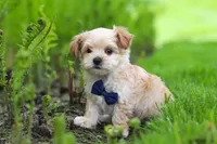 Copper, a male Maltipoo for sale in Millersburg, OH – Photo 6 of 9