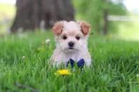 Copper, a male Maltipoo for sale in Millersburg, OH – Photo 2 of 9