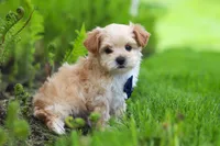 Copper, a male Maltipoo for sale in Millersburg, OH – Photo 5 of 9