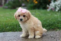 Lily, a female Coton de Tulear and Poodle - Miniature  for sale in Millersburg, OH – 4 of 6