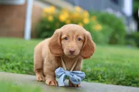 Chance, a male Miniature Dachshund for sale in Millersburg, OH – 7 of 8