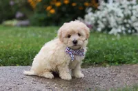 Riley, a male Coton de Tulear and Poodle - Miniature  for sale in Millersburg, OH – 3 of 7