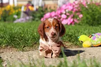 Maverick, a male Dachshund for sale in Millersburg, OH – 5 of 6