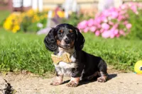 Daisy, a female Dachshund for sale in Millersburg, OH – 4 of 6