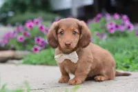 Grace, a female Miniature Dachshund for sale in Millersburg, OH – 2 of 10