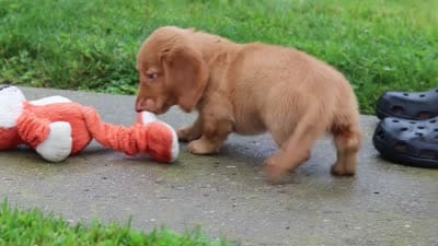 Chance, a male Miniature Dachshund for sale in Millersburg, OH – 8 of 8