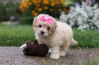 Brianna, a female Coton de Tulear and Poodle - Miniature  for sale in Millersburg, OH – 2 of 10