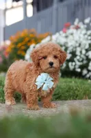 Blake, a male Maltipoo for sale in Millersburg, OH – 7 of 9