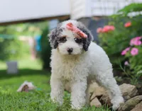 Jazzy, a female Miniature Aussiedoodle for sale in Millersburg, OH – Photo 5 of 7