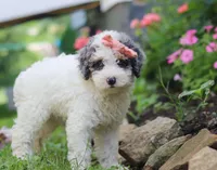 Jazzy, a female Miniature Aussiedoodle for sale in Millersburg, OH – Photo 3 of 7