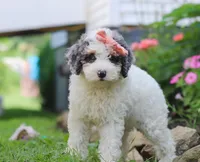 Jazzy, a female Miniature Aussiedoodle for sale in Millersburg, OH – Photo 7 of 7