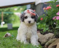 Jazzy, a female Miniature Aussiedoodle for sale in Millersburg, OH – Photo 1 of 7