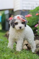 Jazzy, a female Miniature Aussiedoodle for sale in Millersburg, OH – Photo 6 of 7