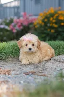Haven, a female Maltipoo for sale in Millersburg, OH – 4 of 10