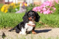 Poppy, a female Dachshund for sale in Millersburg, OH – 2 of 5