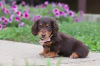Olivia, a female Miniature Dachshund for sale in Millersburg, OH – 4 of 10