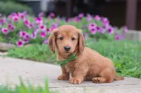 Ethan, a male Miniature Dachshund for sale in Millersburg, OH – 7 of 9