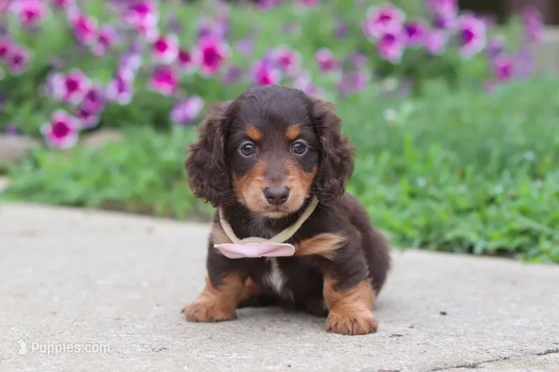 Olivia – Miniature Dachshund puppy for sale in Millersburg, OH
