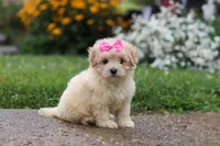Brianna, a female Coton de Tulear and Poodle - Miniature  for sale in Millersburg, OH – 5 of 10