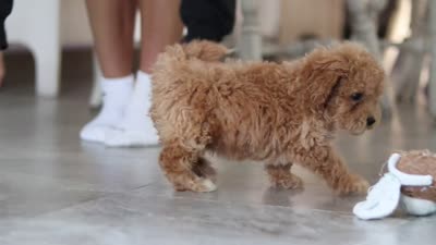 Blake, a male Maltipoo for sale in Millersburg, OH – 9 of 9