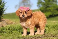 Cocoa, a female Cavapoo for sale in Millersburg, OH – 7 of 8