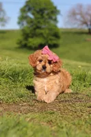 Cocoa, a female Cavapoo for sale in Millersburg, OH – 8 of 8