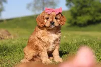 Cocoa, a female Cavapoo for sale in Millersburg, OH – 4 of 8