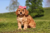 Cocoa, a female Cavapoo for sale in Millersburg, OH – 2 of 8