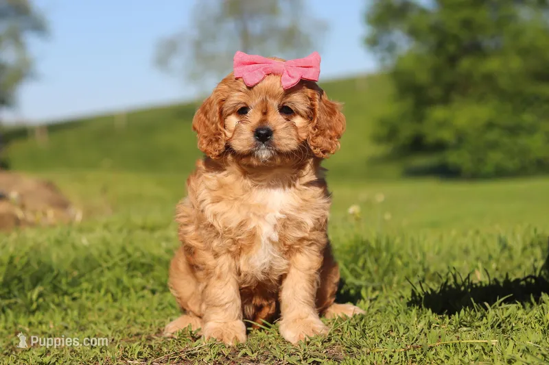 Cocoa – Cavapoo puppy for sale in Millersburg, OH