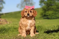 Cocoa, a female Cavapoo for sale in Millersburg, OH – 1 of 8