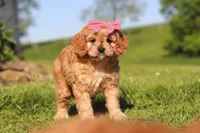 Cocoa, a female Cavapoo for sale in Millersburg, OH – 5 of 8