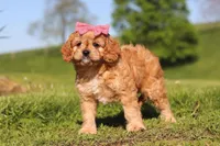 Cocoa, a female Cavapoo for sale in Millersburg, OH – 6 of 8
