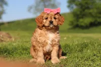 Cocoa, a female Cavapoo for sale in Millersburg, OH – 3 of 8