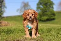 Percy, a male Cavapoo for sale in Millersburg, OH – 10 of 10