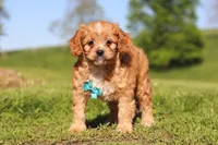 Percy, a male Cavapoo for sale in Millersburg, OH – 7 of 10