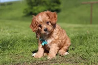 Percy, a male Cavapoo for sale in Millersburg, OH – 6 of 10