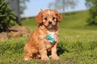 Percy, a male Cavapoo for sale in Millersburg, OH – 2 of 10