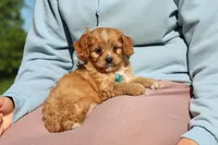 Percy, a male Cavapoo for sale in Millersburg, OH – 8 of 10