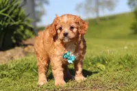 Percy, a male Cavapoo for sale in Millersburg, OH – 4 of 10
