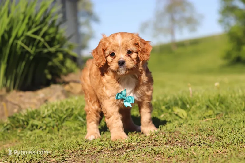 Percy – Cavapoo puppy for sale in Millersburg, OH