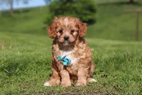 Percy, a male Cavapoo for sale in Millersburg, OH – 5 of 10