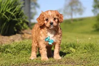 Percy, a male Cavapoo for sale in Millersburg, OH – 9 of 10