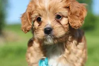 Percy, a male Cavapoo for sale in Millersburg, OH – 3 of 10