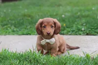 Grace, a female Miniature Dachshund for sale in Millersburg, OH – 10 of 10