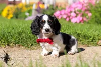 Kobe, a male Dachshund for sale in Millersburg, OH – 4 of 6