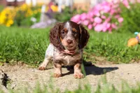 Sadie, a female Dachshund for sale in Millersburg, OH – 3 of 6