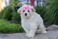 Ana, a female Maltipoo for sale in Millersburg, OH – 2 of 6